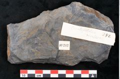 Foto (Detailansicht) von Knightiophyllum primaevum Ettingshausen (NHMW-GEO-2024-0188-10242b)